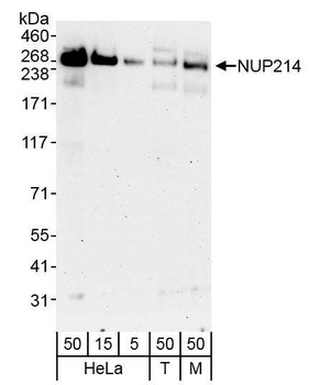 Rabbit anti-NUP214 Antibody