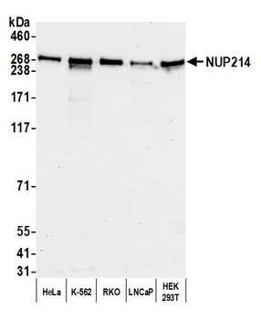 Rabbit anti-NUP214 Antibody