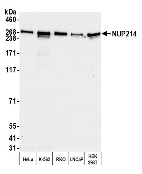 NUP214 Antibody