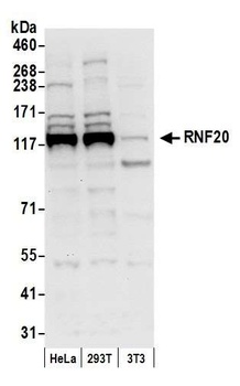 Rabbit anti-RNF20 Antibody