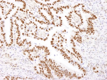 Rabbit anti-Nucleolin (NCL) Antibody