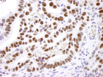 Rabbit anti-Nucleolin (NCL) Antibody