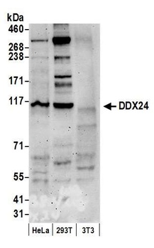 DDX24 Antibody