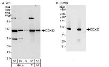 Rabbit anti-DDX23 Antibody