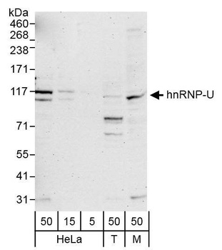 Rabbit anti-hnRNP-U Antibody