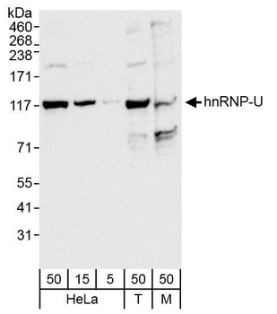 Rabbit anti-hnRNP-U Antibody