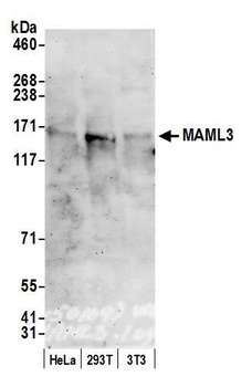 MAML3 Antibody