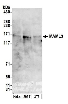 Rabbit anti-MAML3 Antibody