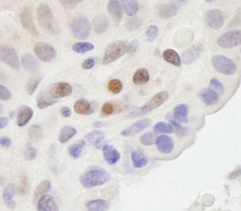Rabbit anti-MAML2 Antibody