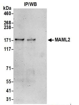 Rabbit anti-MAML2 Antibody
