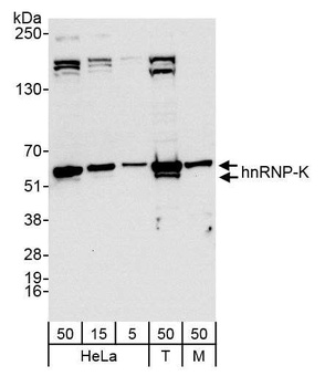 hnRNP-K Antibody