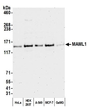 MAML1 Antibody