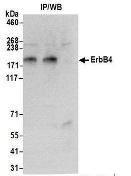 Rabbit anti-ErbB4 Antibody