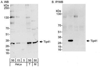 Rabbit anti-Tip41 Antibody