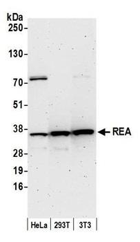 Rabbit anti-REA Antibody