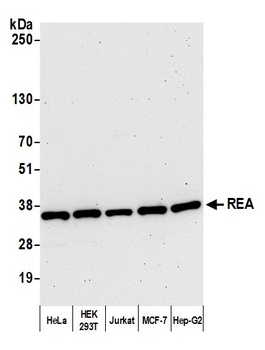 Rabbit anti-REA Antibody