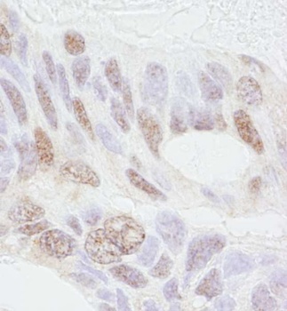 Rabbit anti-REA Antibody