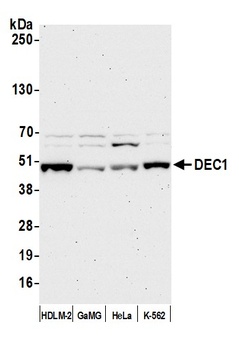 Rabbit anti-DEC1 Antibody