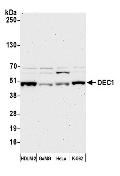 DEC1 Antibody