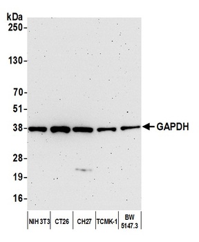Rabbit anti-GAPDH Antibody