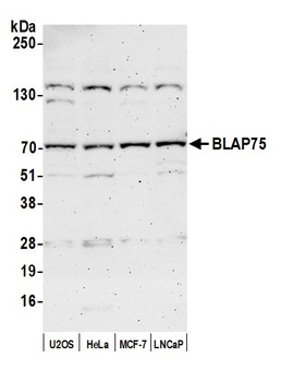 BLAP75 Antibody