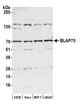 Rabbit anti-BLAP75 Antibody