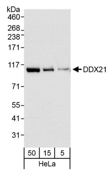DDX21 Antibody