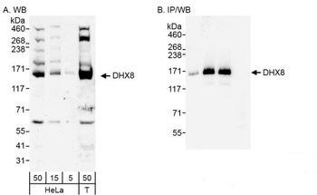 Rabbit anti-DHX8 Antibody