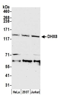 Rabbit anti-DHX8 Antibody