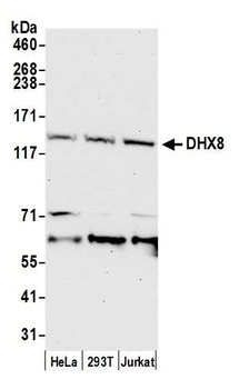 DHX8 Antibody