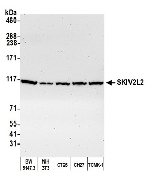 SKIV2L2 Antibody