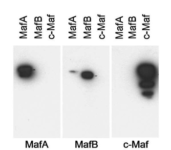 MafA Antibody