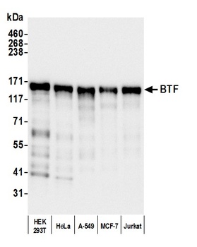 BTF Antibody