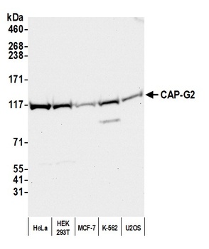 CAP-G2 Antibody