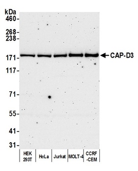 Rabbit anti-CAP-D3 Antibody