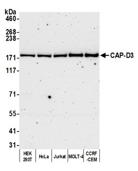 CAP-D3 Antibody