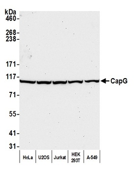 CAP-G Antibody