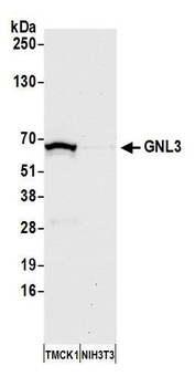 GNL3 Antibody