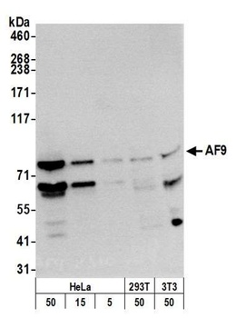 AF9 Antibody