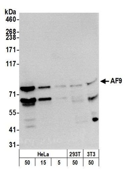 Rabbit anti-AF9 Antibody