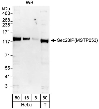 Sec23IP/MSTP053 Antibody
