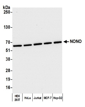 Rabbit anti-NONO Antibody