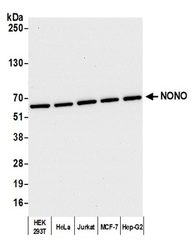 NONO Antibody