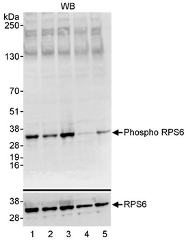 RPS6, Phospho (S235/S236) Antibody