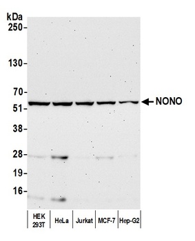 Rabbit anti-NONO Antibody