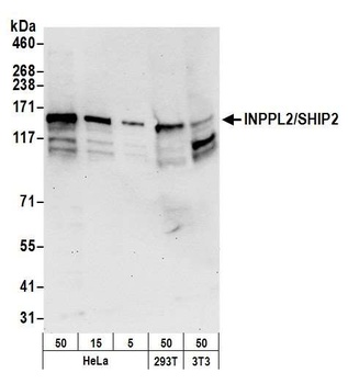 Rabbit anti-INPPL1/SHIP2 Antibody