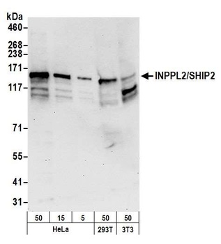 INPPL1/SHIP2 Antibody