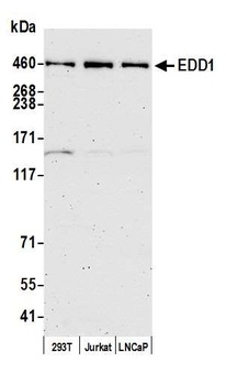 Rabbit anti-EDD1 Antibody