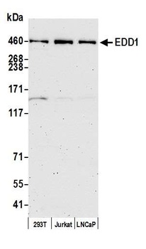 EDD1 Antibody