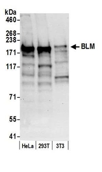 Rabbit anti-BLM Antibody